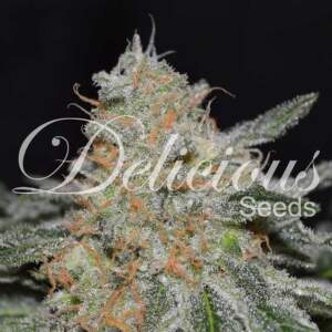Delicious Seeds Critical Neville Haze 2.0 5 pcs feminised