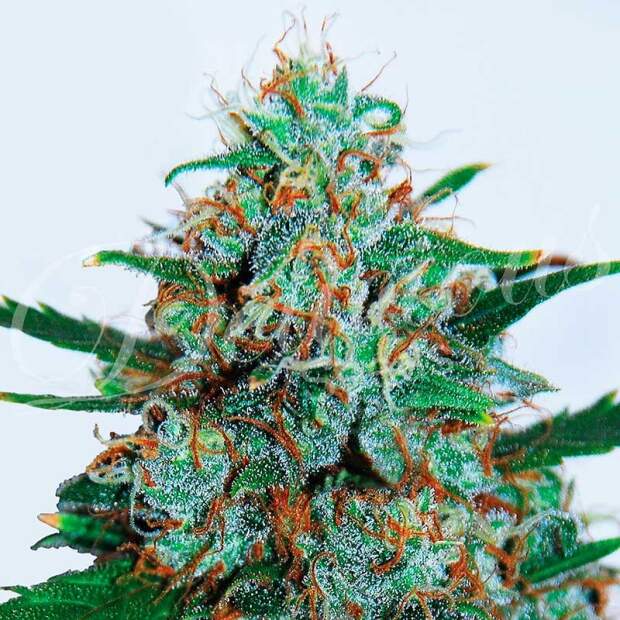 Delicious Seeds Critical Neville Haze Auto 3 pcs feminised