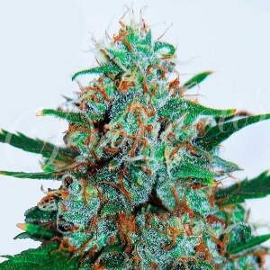 Delicious Seeds Critical Neville Haze Auto 3 pcs feminised