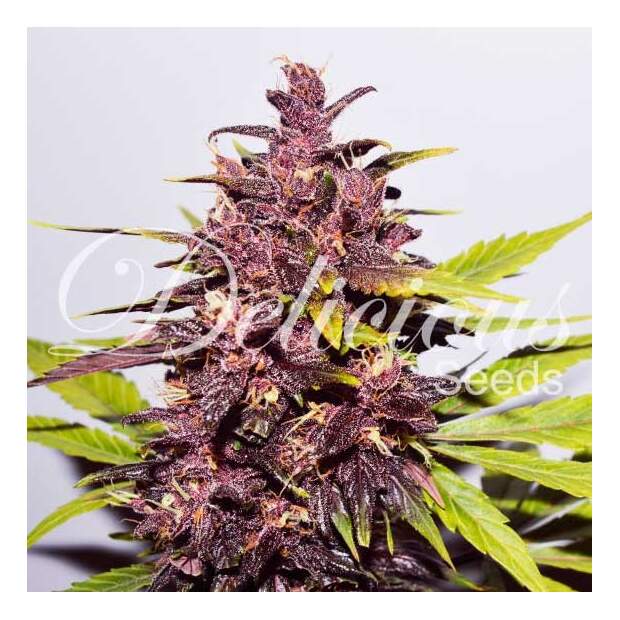 Delicious Seeds Auto Dark Purple 3 pcs feminised