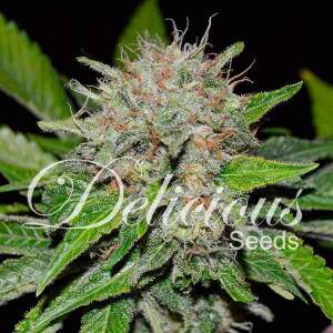 Delicious Seeds Deep Mandarine 5 pcs feminised