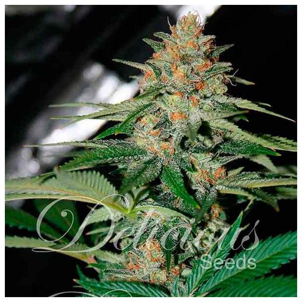 Delicious Seeds Delicious Candy 7 Stk regular