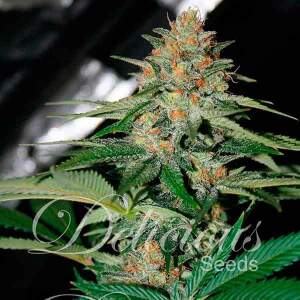 Delicious Seeds Delicious Candy 7 Stk regular