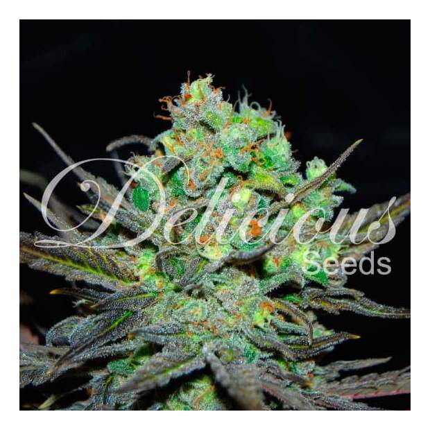 Delicious Seeds Eleven Roses 3 pcs feminised