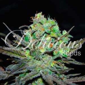 Delicious Seeds Eleven Roses 3 pcs feminised