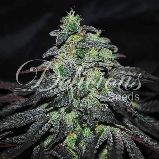 Delicious Seeds Golosa 5 Stk feminisiert