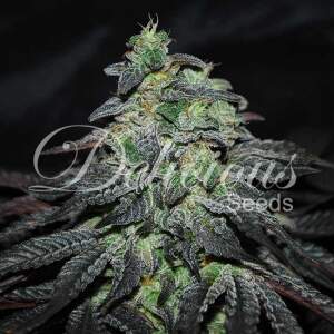 Delicious Seeds Golosa 5 Stk feminisiert