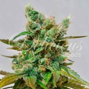 Delicious Seeds Honey Bells 3 pcs feminised