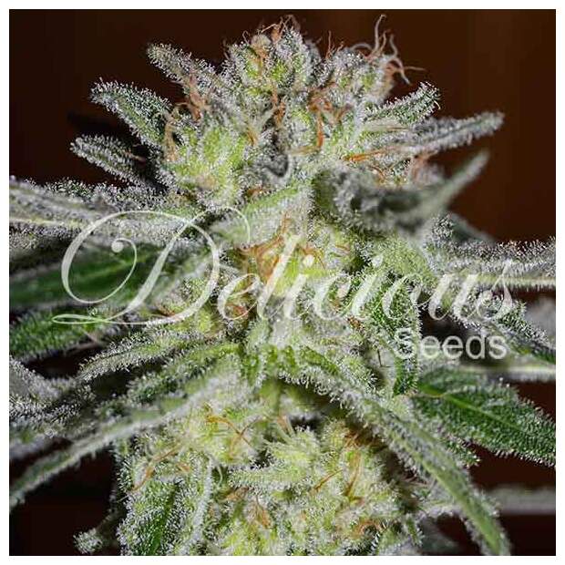 Delicious Seeds Northern Light Blue 5 Stk feminisiert