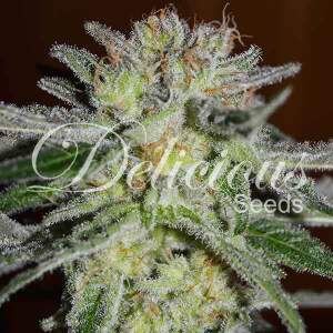 Delicious Seeds Northern Light Blue 10 Stk feminisiert