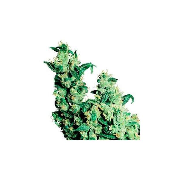Delicious Seeds Original Juan Herer 7 Stk regular