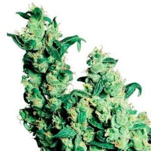 Delicious Seeds Original Juan Herer 7 Stk regular