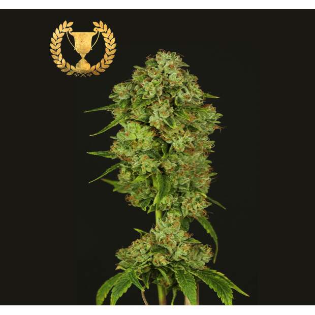 Devils Harvest Seeds Casey Jones 10 pcs feminised