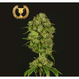 Devils Harvest Seeds Casey Jones 10 pcs feminised
