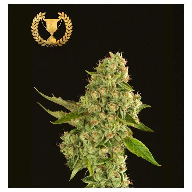 Devils Harvest Seeds Kuchi 3 pcs feminised