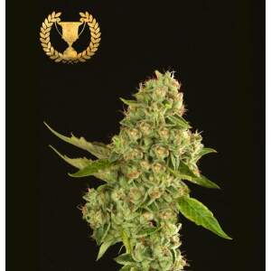 Devils Harvest Seeds Kuchi 3 pcs feminised
