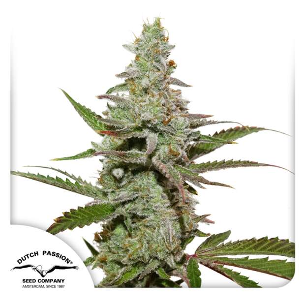 Dutch Passion Amsterdam Amnesia 3 pcs feminised