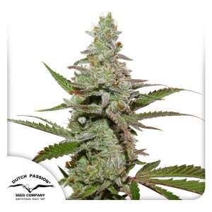 Dutch Passion Amsterdam Amnesia 3 pcs feminised