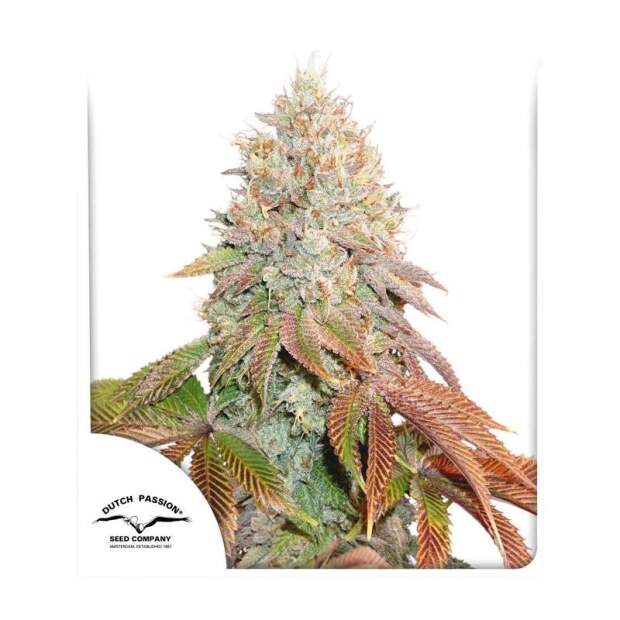 Dutch Passion Auto Banana Blaze 7 Stk feminisiert