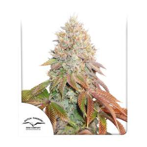 Dutch Passion Auto Banana Blaze 7 pcs feminised