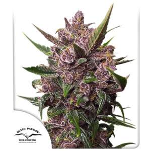 Dutch Passion Auto Blackberry Kush 3 Stk feminisiert