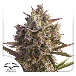 Dutch Passion Auto Blueberry 3 pcs feminised