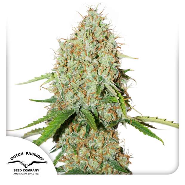 Dutch Passion Auto Brooklyn Sunrise 7 Stk feminisiert