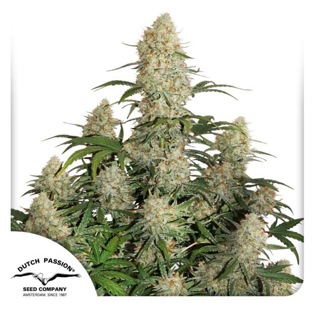 Dutch Passion Auto Critical Orange Punch 3 Stk feminisiert