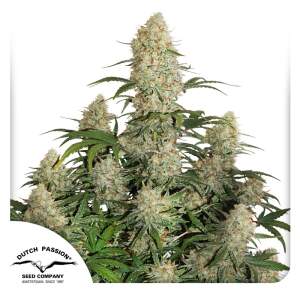 Dutch Passion Auto Critical Orange Punch 7 Stk feminisiert