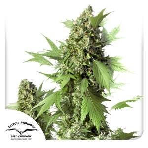 Dutch Passion Auto Duck 3 pcs feminised