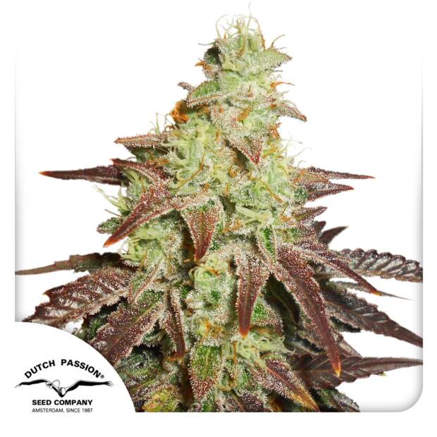 Dutch Passion Auto Night Queen 3 pcs feminised