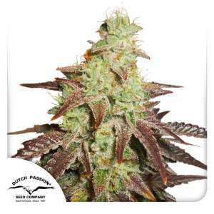 Dutch Passion Auto Night Queen 3 Stk feminisiert