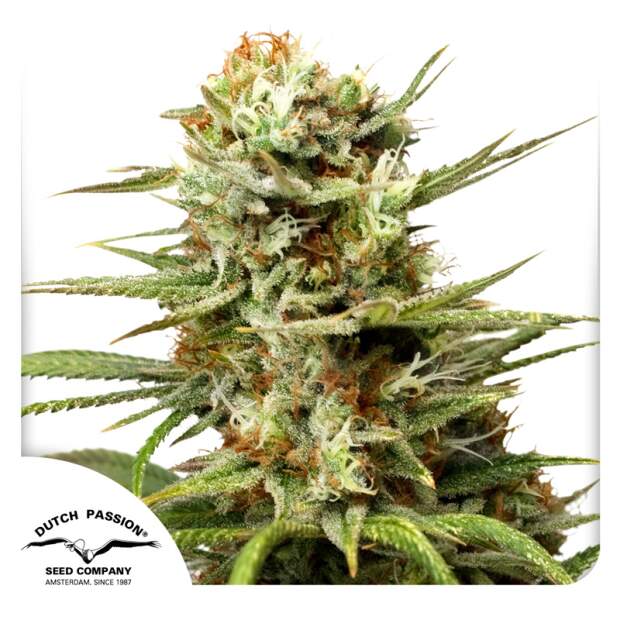 Dutch Passion Auto White Widow 3 Stk feminisiert