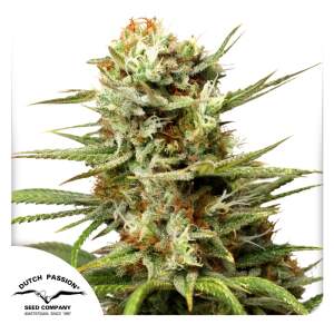Dutch Passion Auto White Widow 3 Stk feminisiert