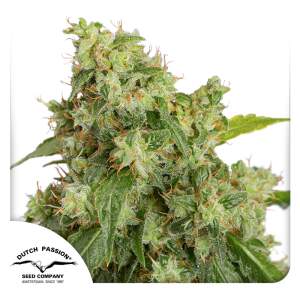 Dutch Passion Auto Xtreme 3 Stk feminisiert