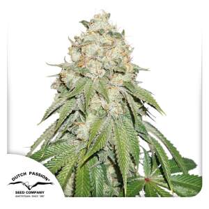 Dutch Passion Banana Blaze 3 Stk feminisiert