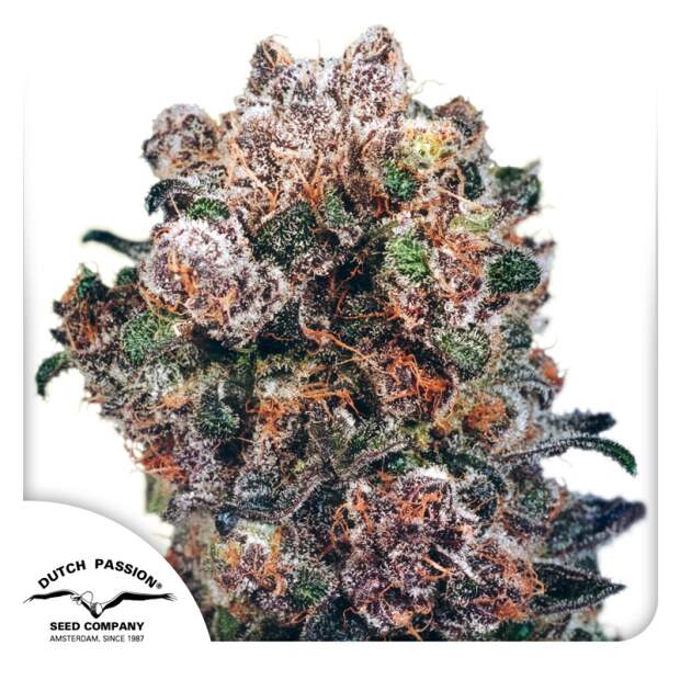 Dutch Passion Blueberry 3 Stk feminisiert