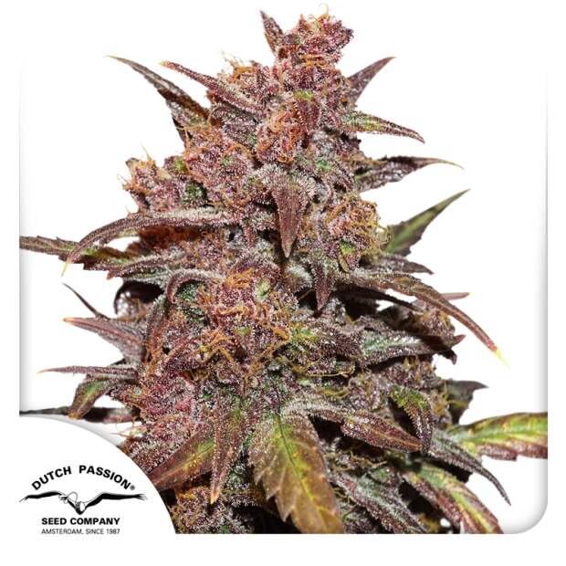 Dutch Passion CBD Auto Blackberry Kush 3 Stk feminisiert