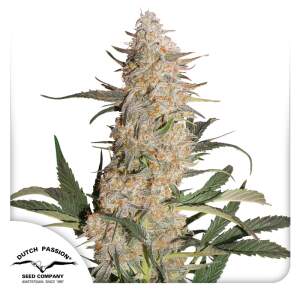 Dutch Passion Critical Orange Punch 10 Stk feminisiert