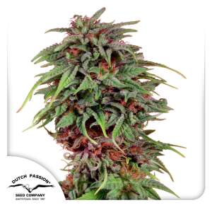 Dutch Passion Durban Poison 10 pcs regular
