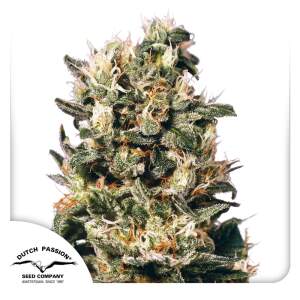 Dutch Passion Euforia 10 Stk regular