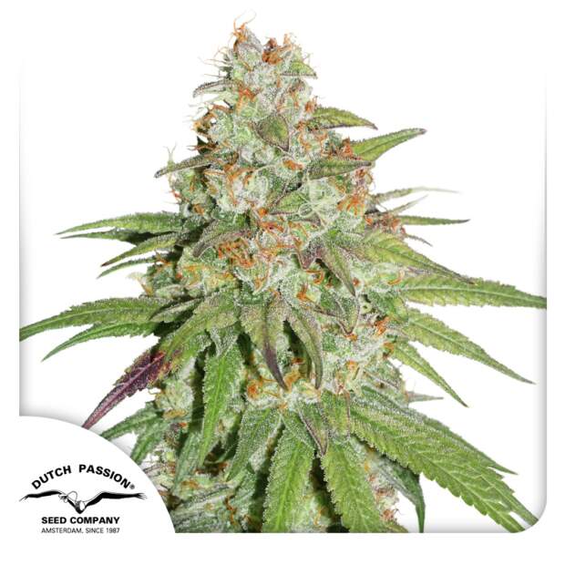 Dutch Passion Glueberry O.G. 5 Stk feminisiert