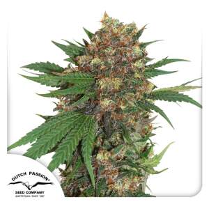 Dutch Passion Master Kush 5 pcs feminised