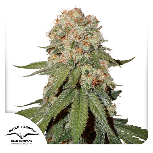 Dutch Passion Orange Bud 10 Stk regular