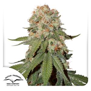 Dutch Passion Orange Bud 10 pcs feminised