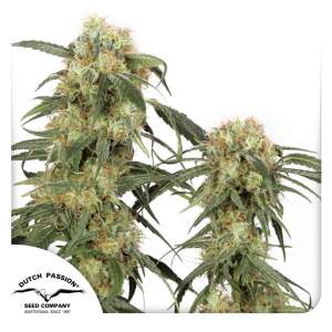 Dutch Passion Pamir Gold 5 Stk feminisiert