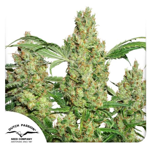 Dutch Passion Power Plant 10 pcs feminised