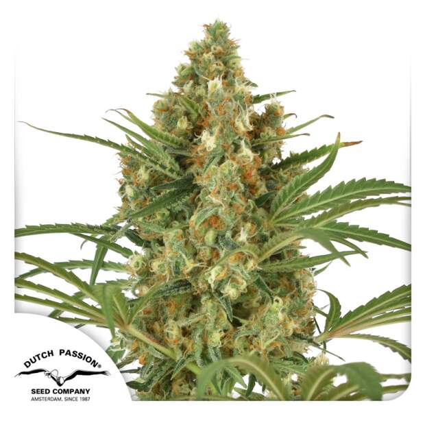 Dutch Passion Snow Bud 3 Stk feminisiert