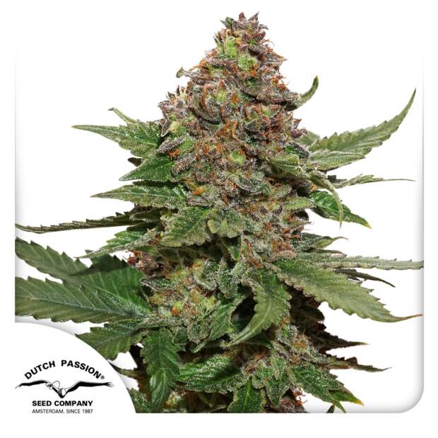 Dutch Passion Strawberry Cough 3 Stk feminisiert