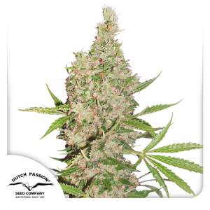 Dutch Passion White Widow X The Ultimate 10 pcs regular
